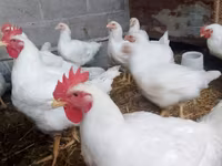 Chickens — รูปภาพ 2