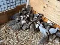 Guinea fowl — снимка 3