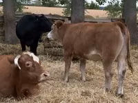 گاو ماده, Simmental cattle — عکس 3