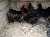 Chickens — photo 3