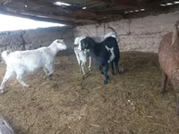Capra, Capre — foto 8