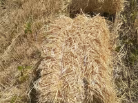 Продам солому в тюках — تصویر 1