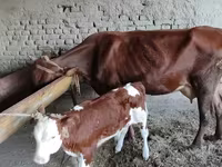 گاو ماده, آبرادین-آنگوس — عکس 3