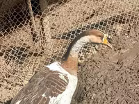 Geese — عکس 3
