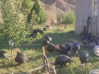 Turkeys — Foto 1