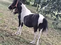 ፈረሶች (ቡድን፣ ጾታ አልተጠቀሰም), Horses — ፎቶ 3