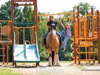 Cal, Gypsy horse — foto 3