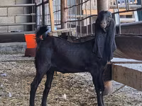 بز ماده, Kamori goats — عکس 2