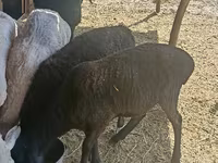 میش, گوسفند — عکس 2