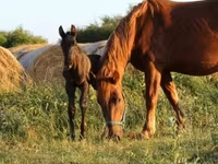 Жребец, Hungarian horse breed — снимка 4