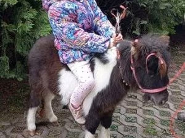 اسب نر, Falabella