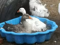 Geese — zdjęcie 5