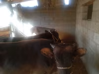 황소, Swiss cattle — 사진 2