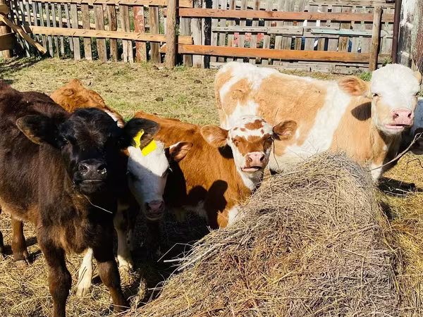 Boğa, Holstein ırkı