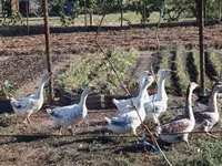 Geese — تصویر 4