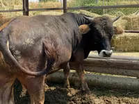 Lembu jantan, Cattle — foto 6