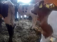 گاو نر, Simmental cattle — عکس 3