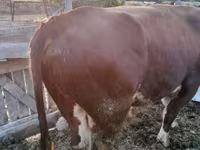 ወንድ በሬ, Simmental cattle — ፎቶ 1