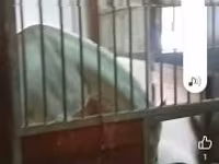 குதிரை, குதிரைகள் — புகைப்படம் 1