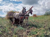 Kuda betina, Horses — foto 2