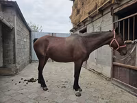 Mare, Thoroughbred horse — photo 6