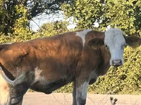 Kuh, Simmental cattle — Foto 8