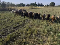 Sheep, Sheep — photo 2