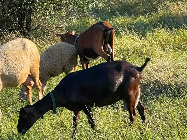 Koza, Kozy — Mołdawia