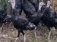 Turkeys — foto 1