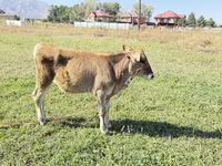 گاو ماده, Swiss cattle — عکس 2