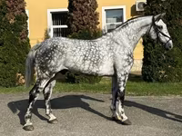 Cavalo, Cavalos — foto 2