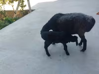 በጎች (ቡድን፣ ጾታ አልተጠቀሰም), Sheep — ፎቶ 4