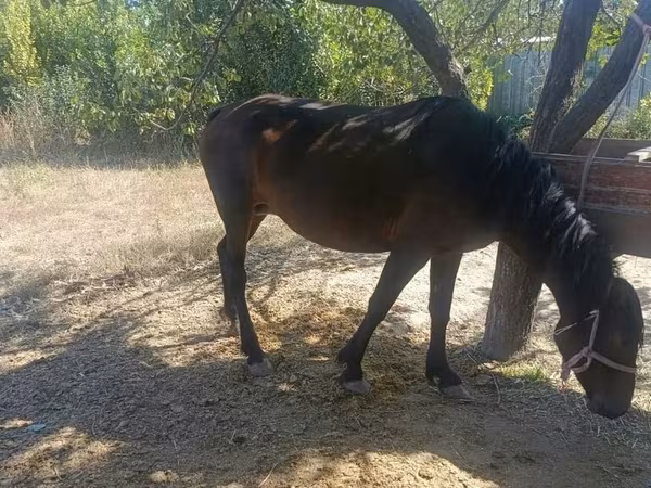 Klisna, Kyrgyz Horse