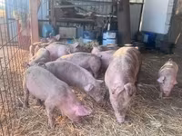 Pigs (batch, sex not specified) — photo 1