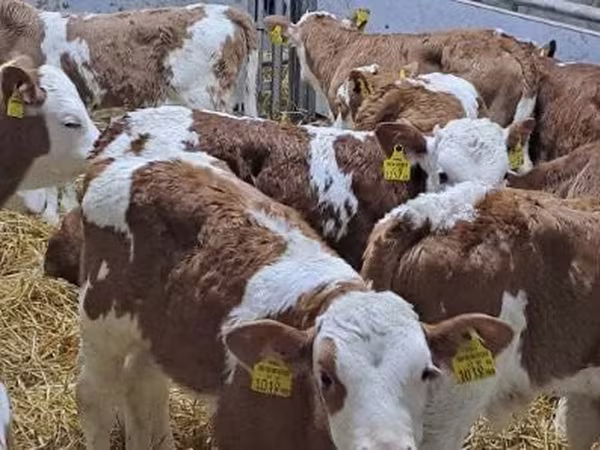 Rundvee (partij, geslacht niet gespecificeerd), Simmental cattle