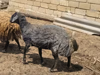 Biri-biri betina, Karakul sheep — foto 4