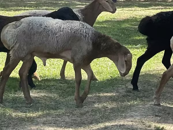 كبش, الأغنام