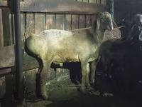 Beran, Hissar sheep — foto 1