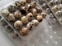 Quails — الصورة 3