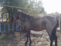 Hingst, Kazakh horse — foto 1