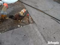 Chickens — Foto 2