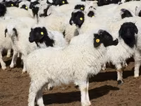 Πρόβατο, Hissar sheep — φωτογραφία 3