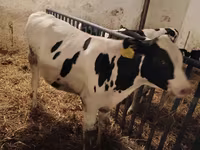 Bulle, Russian Black pied cattle — Foto 1
