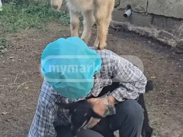 Ямаа, Megrelian goat