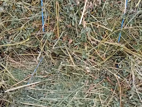 Vind baloti de lucerna70\ 40 lei  ,griu 3.5 lei/kg. fin40 lei