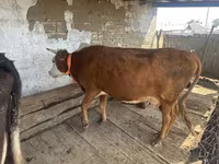 Vaca, Latvian Blue cattle — foto 2