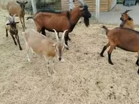 Ziegenbock, Alpine goat — Foto 5