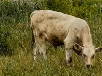 Býk, Maďarské šedé plemeno — foto 3