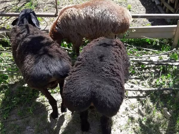 قوچ, گوسفند