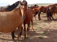 Cavallo, Cavalli — foto 1